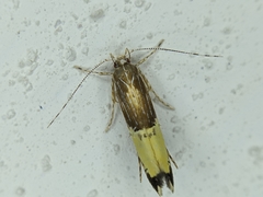 Labdia deliciosella