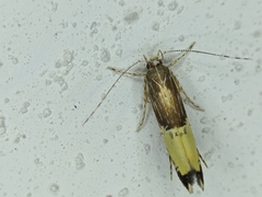 Labdia deliciosella