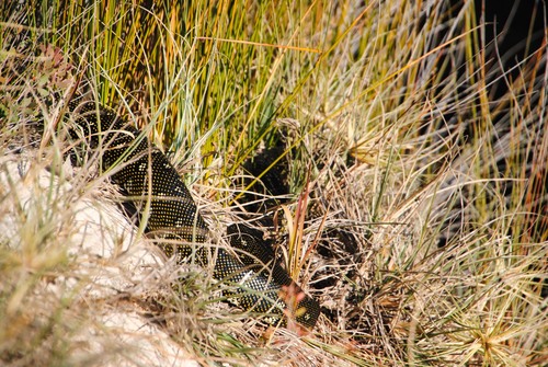 Diamond Python sighting