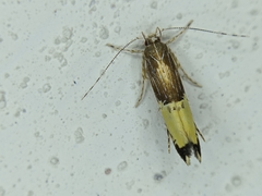 Labdia deliciosella