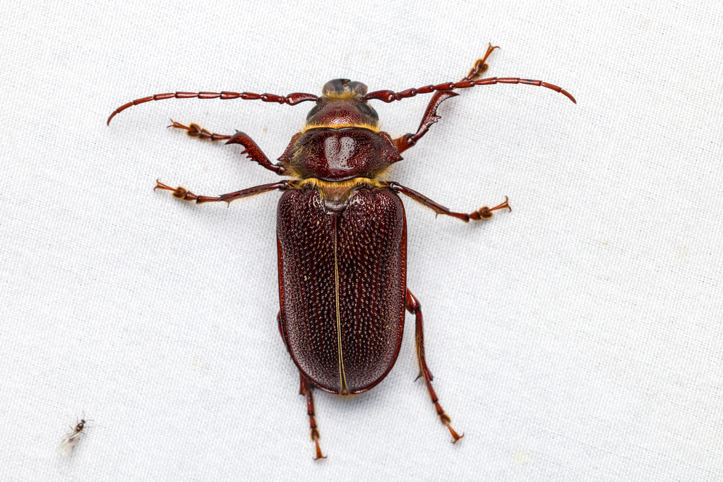 Sceleocantha glabricollis