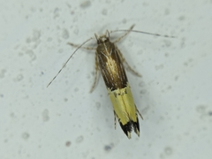 Labdia deliciosella