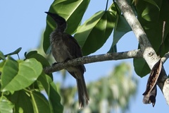 Philemon buceroides yorki