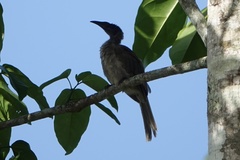 Philemon buceroides yorki