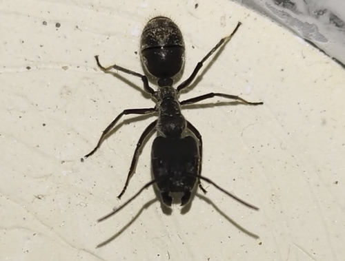 Monster-head Carpenter Ants