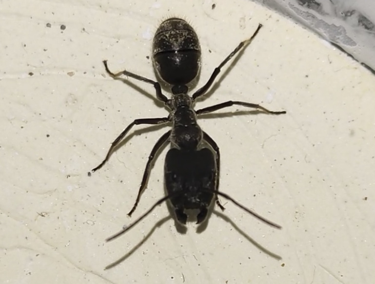 Myrmosaulus