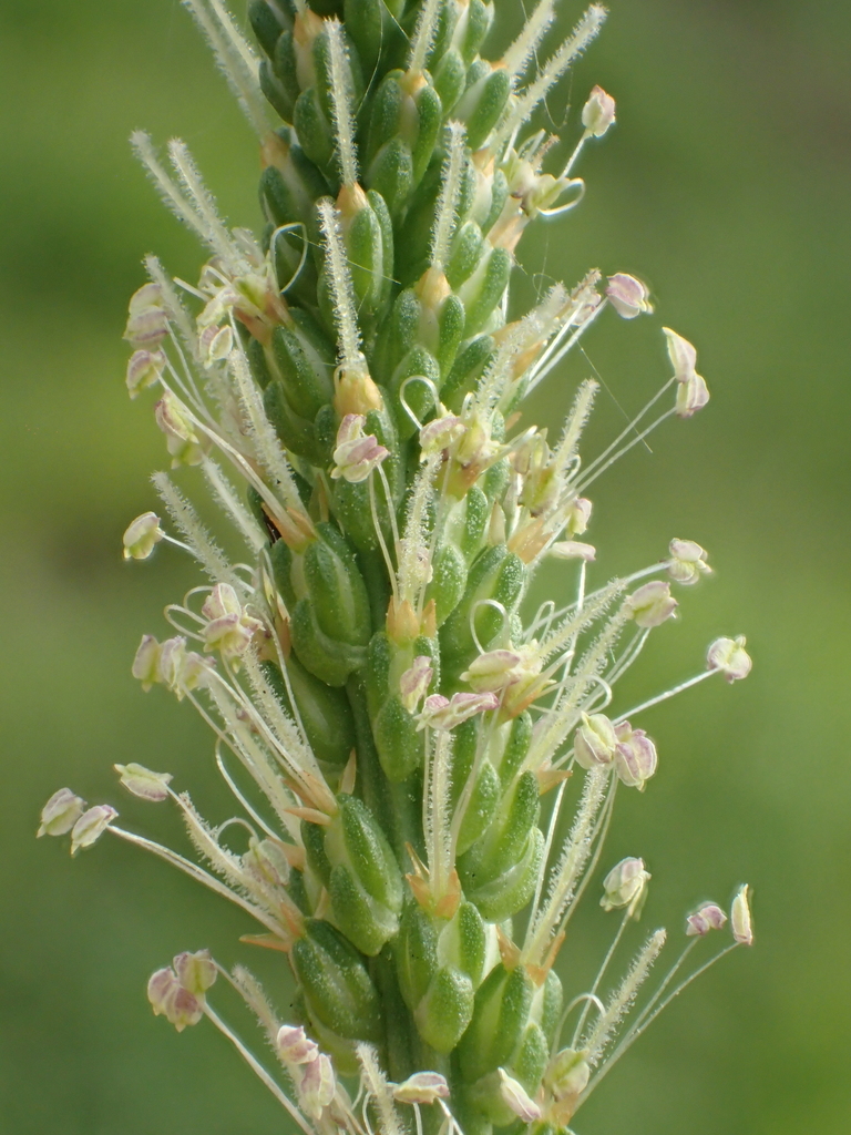 车前草 武夷中学植物图鉴 Inaturalist