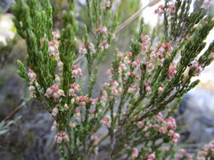 Erica inamoena