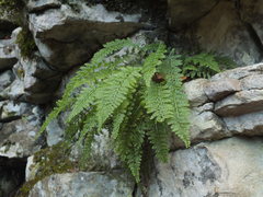 Asplenium fontanum