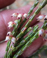 Erica inamoena