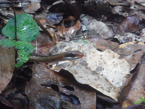Chironius fuscus