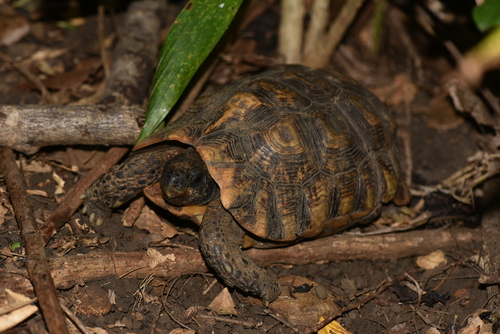 Madagascar Hinge-back Tortoise (Subspecies Kinixys zombensis domerguei ...