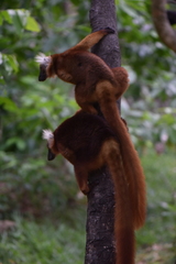 Eulemur macaco