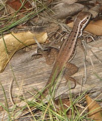 Leiocephalus cubensis