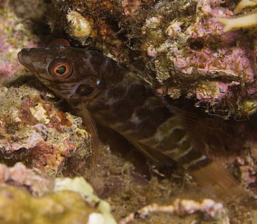 Amblycirrhitus bimacula observed 2025-12-10