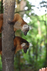 Eulemur macaco
