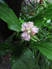 Eulophia cernua