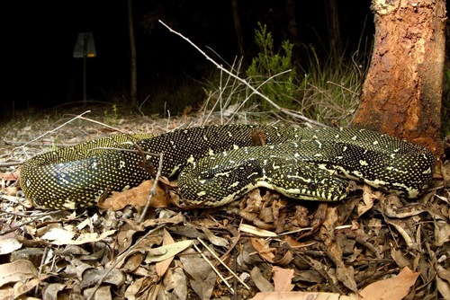 Diamond Python sighting