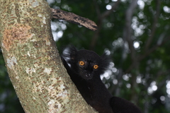 Eulemur macaco