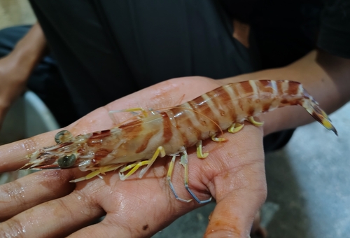 Penaeus japonicus observed 2025-11-22
