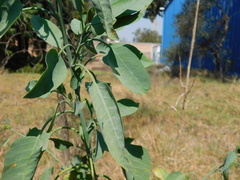 Nicotiana glauca