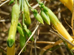 Nicotiana glauca
