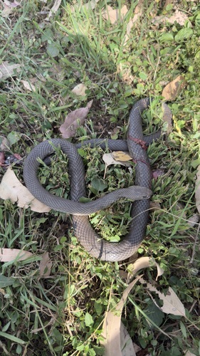 Eastern Brown Snake sighting