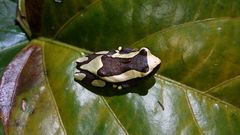 Dendropsophus elegans