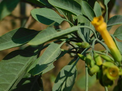 Nicotiana glauca