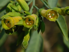 Nicotiana glauca