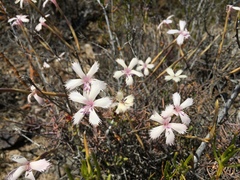 Dianthus caespitosus