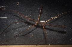 Pachymorpha