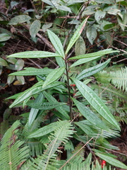 Ardisia lindleyana
