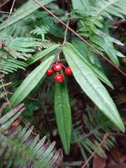 Ardisia lindleyana
