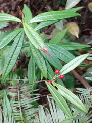Ardisia lindleyana