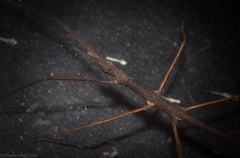 Pachymorpha
