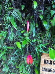 Masdevallia veitchiana