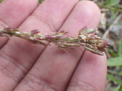 Eragrostis unioloides