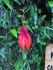 Masdevallia veitchiana