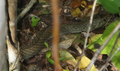 Cubophis cantherigerus