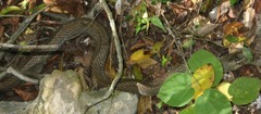 Cubophis cantherigerus