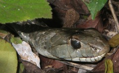 Cubophis cantherigerus