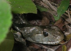 Cubophis cantherigerus
