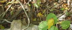 Cubophis cantherigerus