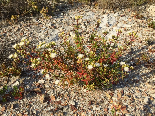 Mesembryanthemum longistylum DC.