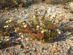 Mesembryanthemum longistylum