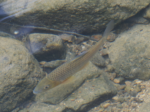 Hemispinus barb (Acrossocheilus hemispinus) — Cyprinidae — 4