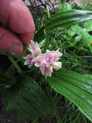 Eulophia cernua