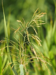 Phragmites vallatoria