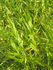 Phragmites vallatoria